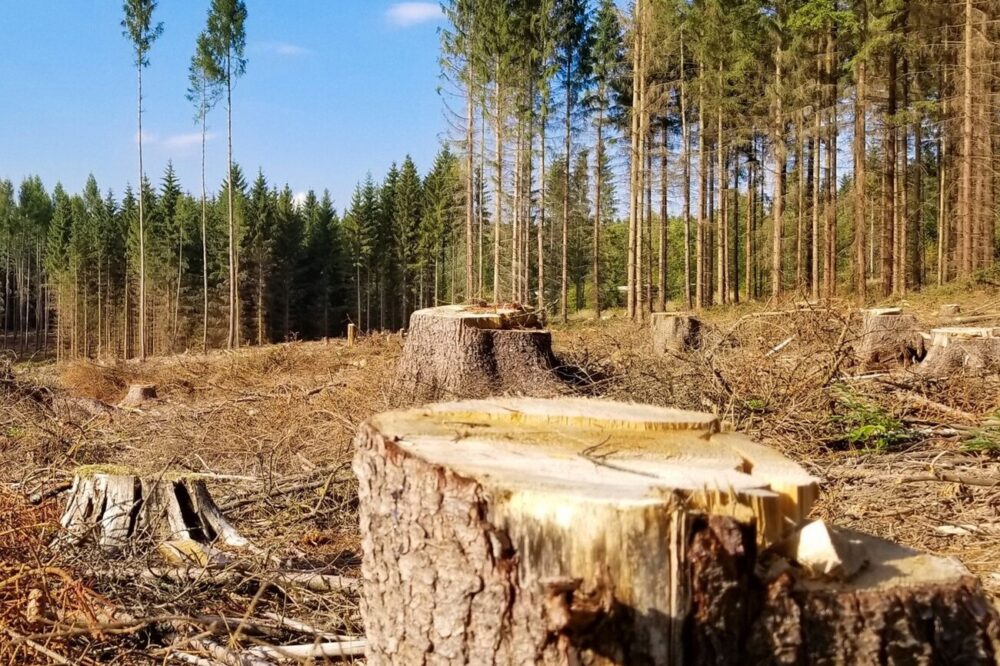У Сновській громаді на Чернігівщині вирубали 2,5 га лісу без дозволів та документів