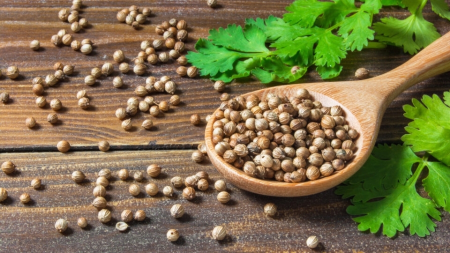 Коріандр — природний захисник серця та судин