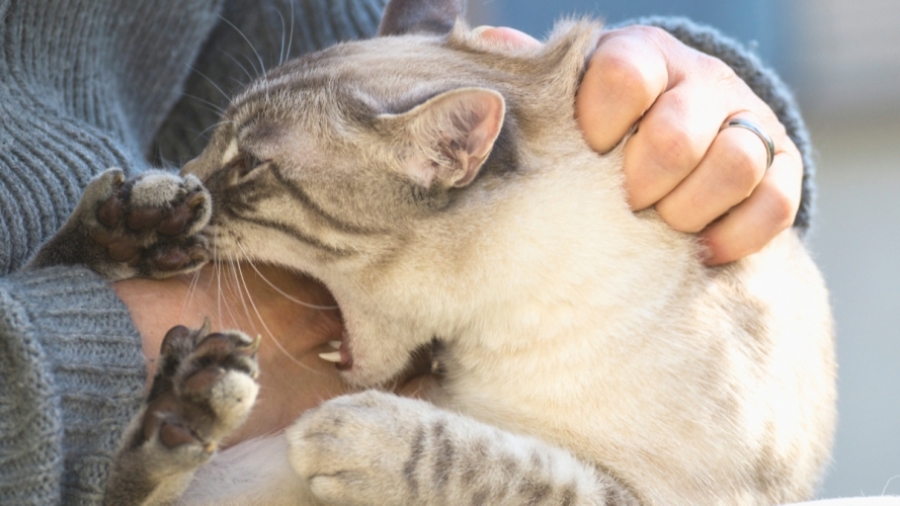 Летальний випадок від сказу на Львівщині: важливість своєчасного лікування