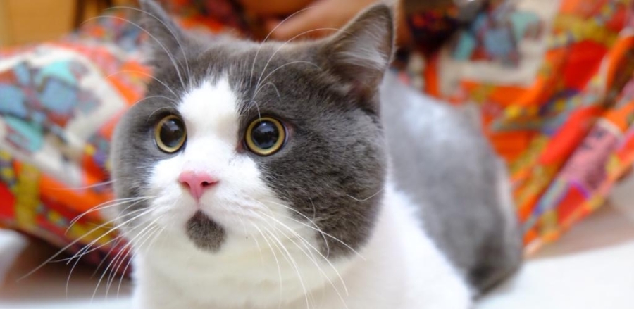 Вплив домашніх котів на психічне здоров’я: нові висновки багаторічних досліджень