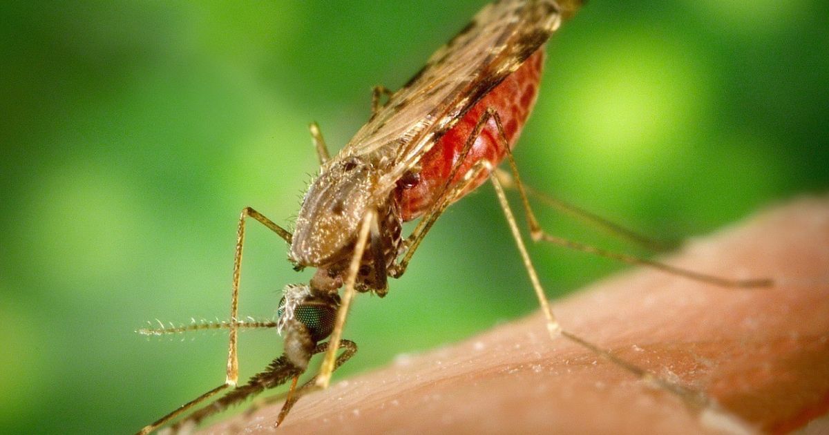 У Львові дві мешканки госпіталізовані з тропічною малярією після відпочинку в Африці