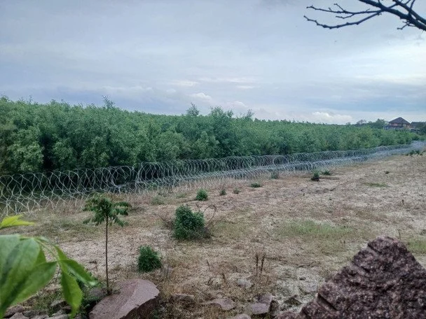 На місці колишнього Каховського водосховища виріс дикий ліс